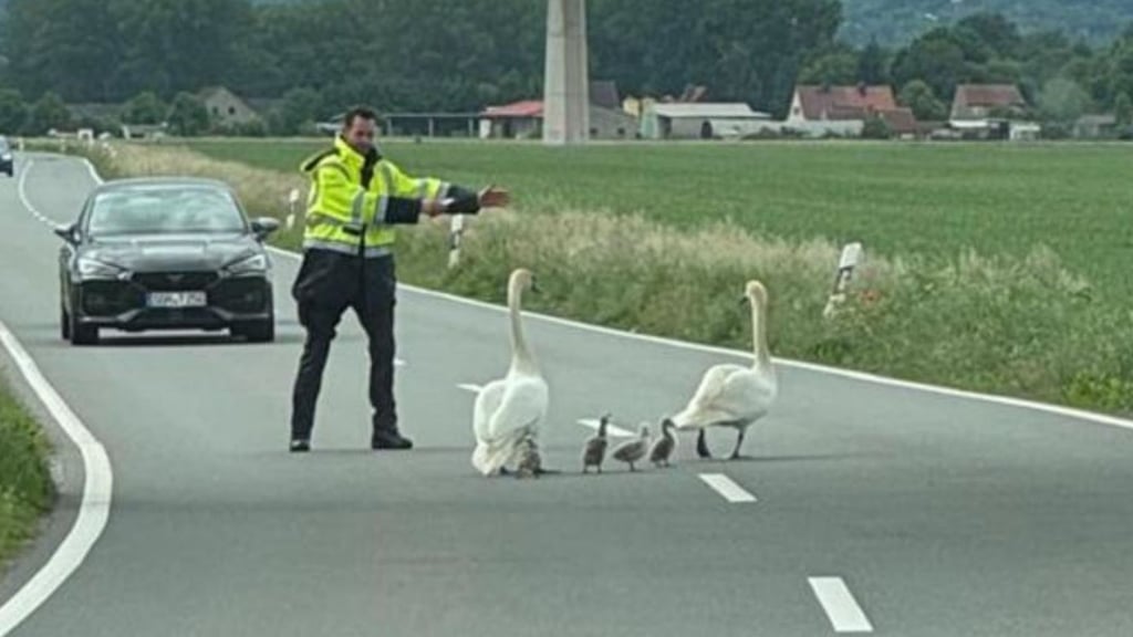 Mit Hilfe der Polizei werden die Schwäne nahe Bösenrode erst einmal von der Landesstraße getrieben.