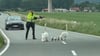 Mit Hilfe der Polizei werden die Schwäne nahe Bösenrode erst einmal von der Landesstraße getrieben.