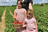 Tabea, Charlotte (8) und Tilia (3) Schiemann aus Stößen  haben gleich am ersten Tag geerntet. 
