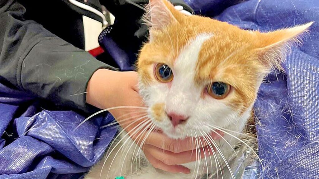 Nach Wohnungsbrand in Schönebeck: Eine der beiden Katzen, die mit Sauerstoff beatmet und so gerettet wurde.