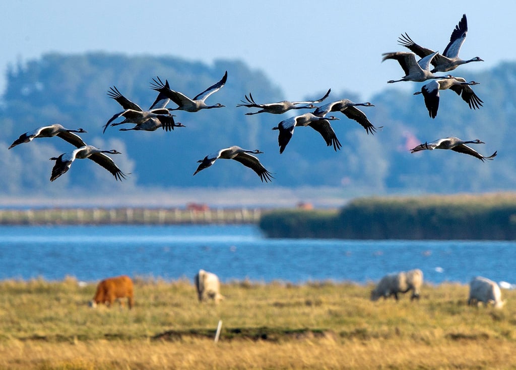 Kraniche auf der Halbinsel Fischland-Darß: Wer das Naturschauspiel erleben möchte, muss im Herbst kommen, wenn die Vögel dort Rast einlegen.