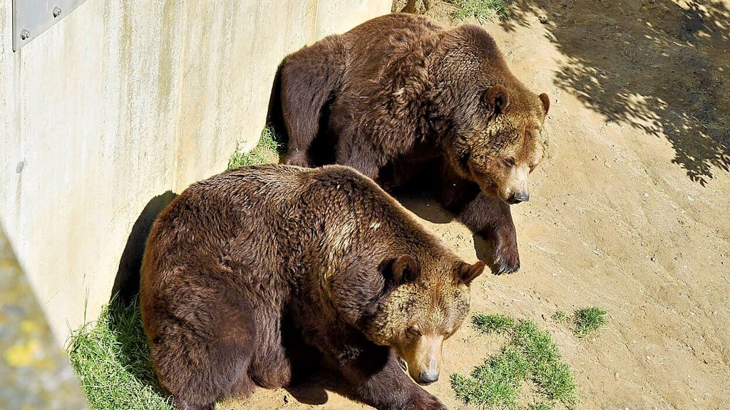 Die Bären Toni und Aiko leben seit Jahren am Schloss.