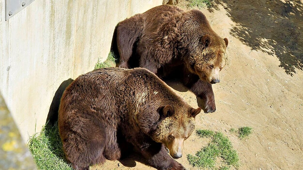 Die Bären Toni und Aiko leben seit Jahren am Schloss.