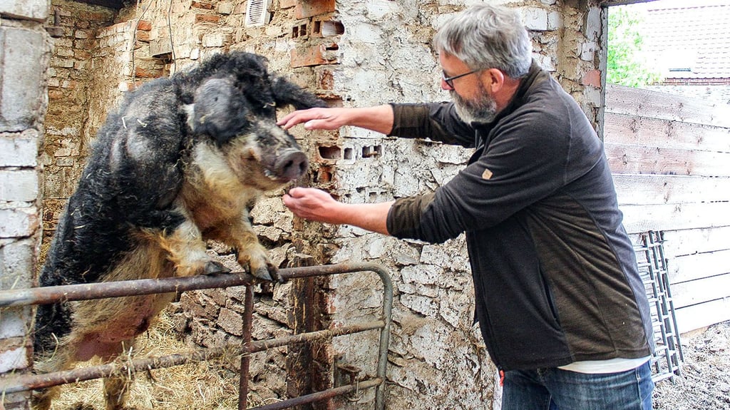 Hans-Günter Kontzog mit seinem Wollschwein-Eber im Stall. Die Sau zu ihm hat gerade Junge.