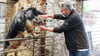 Hans-Günter Kontzog mit seinem Wollschwein-Eber im Stall. Die Sau zu ihm hat gerade Junge. 