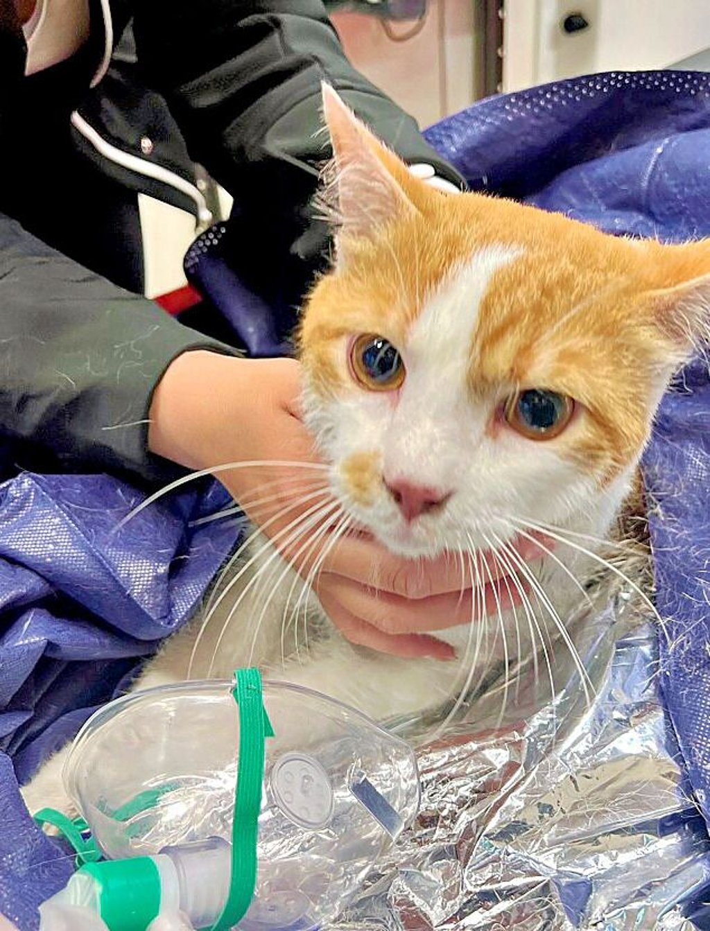 Eine der beiden Katzen, die mit Sauerstoff beatmet und so gerettet wurde.