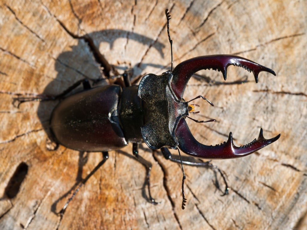 Die Nachweise des Hirschkäfers in Brandenburg beruhen fast immer auf zufälligen Meldungen von Bürgern. (Archivbild)