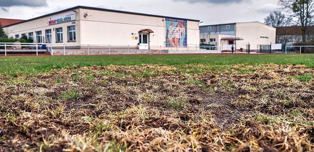 So sieht der Fußballplatz im Sportforum mittlerweile nicht mehr aus. Krähen hatten ihn auf der Suche nach Larven massiv zerstört.