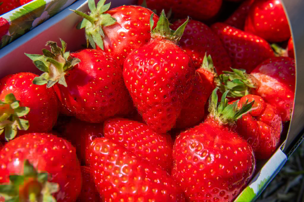 Das Selber-Pflücken der Erdbeeren startet am Freitag vor Pfingsten.