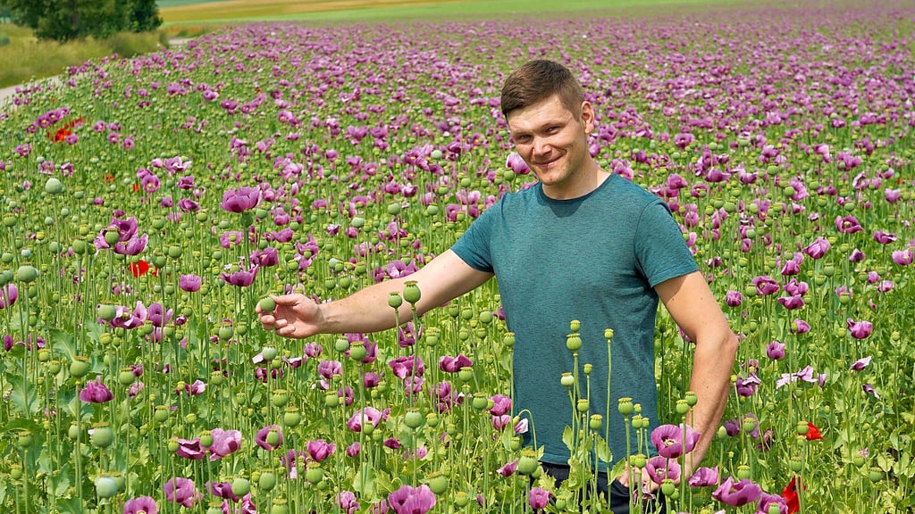 Wenn man sich vor Augen hält, dass jede Mohnblüte bloß einen Tag lang blüht, sieht man in den alljährlich zwei „violetten Wochen“ also rein statistisch Tag für Tag stets nur ein Vierzehntel der vollen Pracht: Robert Kögel auf dem Feld.