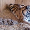 Sibirische Tiger im Zoo Magdeburg: Nach der Geburt starb nun eines der fünf Jungtiere.&nbsp;