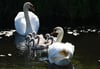 Familie Schwan auf dem Königsgraben bei Kalbe.