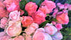 Ob zum Geburtstag oder als Dankeschön – Rosen sind der Klassiker unter den Schnittblumen.