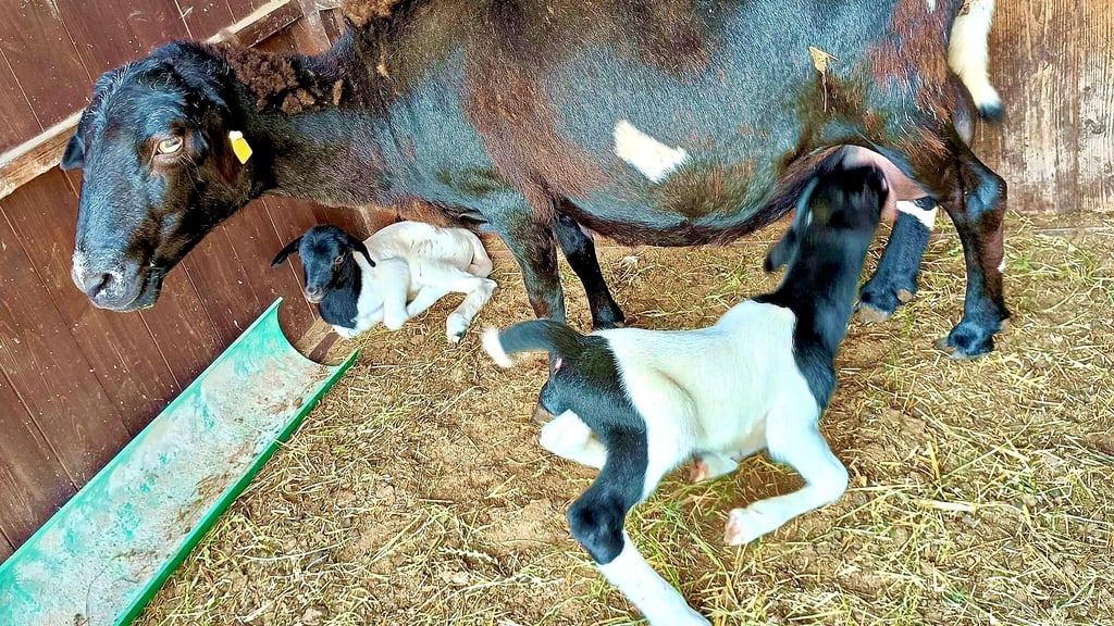 Schaf „Pünktchen“ hat in Lindwerder zwei Lämmer zur Welt gebracht. Besitzerin ist Stefanie Endtricht.