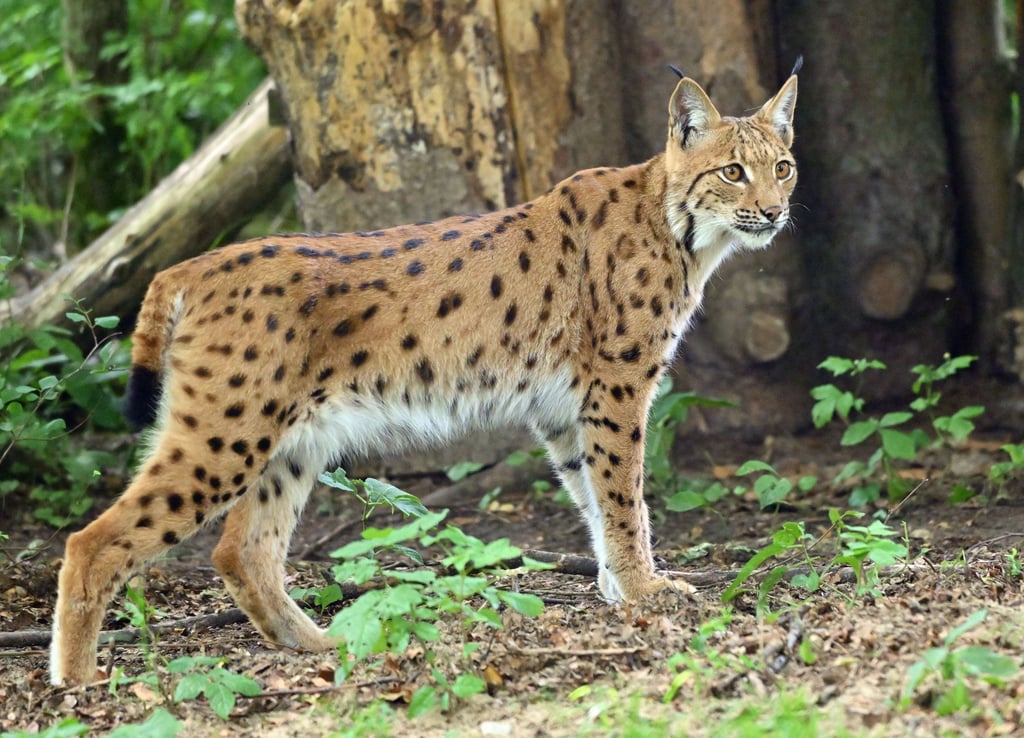 Ein kranker Luchs wird gepflegt. (Symbolbild)