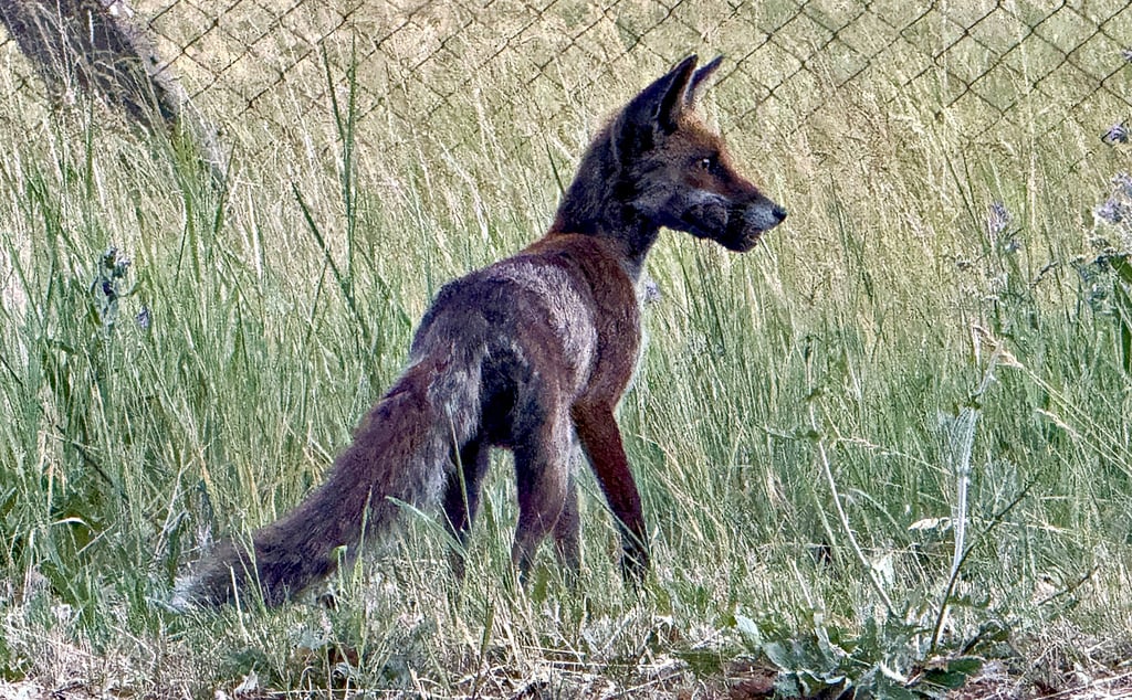 Seltener schwarzer Fuchs zwischen Piesteritz und Roßlau