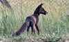Seltener schwarzer Fuchs zwischen Piesteritz und Roßlau 