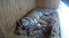 Tigerin Stormi mit ihrem Nachwuchs im Magdeburger Zoo. Doch ein  Tigerjunges fehlt - es ist tot.