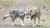 Die EU-Länder haben die Änderung des Schutzstatus des Wolfes angenommen. (Archivbild)
