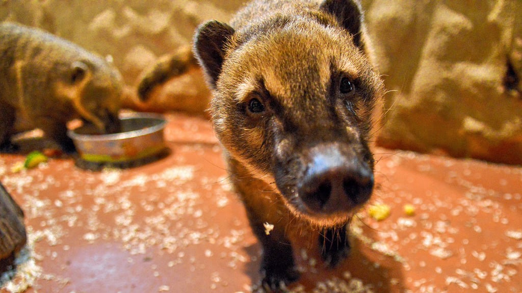 Bitte lächeln! Nasenbär posiert für die Kamera im Wittenberger Tierpark.