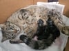 Im Tierheim Gardelegen sind derzeit auch viele kleine Maikätzchen untergebracht. Der Auslauf der Katzen ist von den Schäden betroffen.
