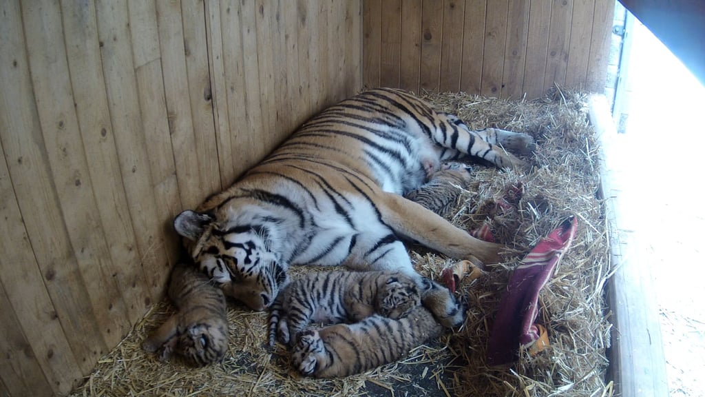 Tigerin Stormi mit ihrem Nachwuchs im Magdeburger Zoo. Doch ein Tigerjunges fehlt - es ist tot.