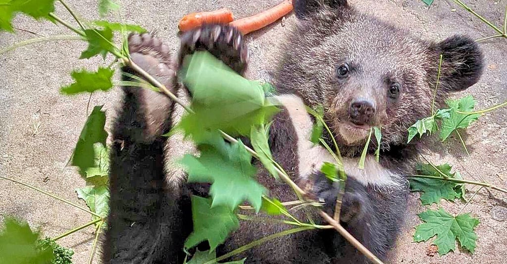 Das ussurische Kragenbärmädchen Henriette wird auch Jette genannt.