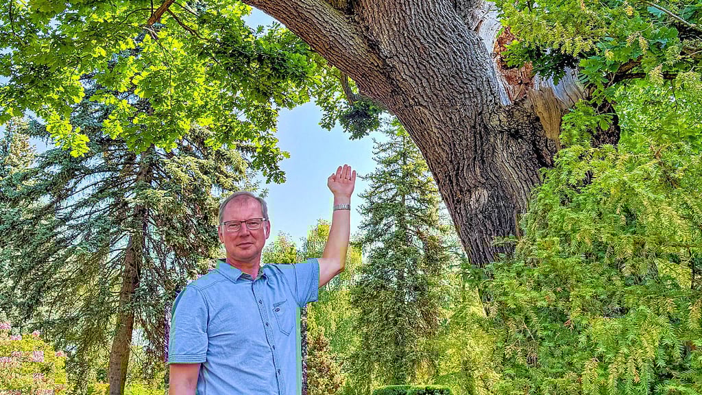 Pfarrer Christoph Gramzow zeigt auf den Schaden an der Friedhofseiche. Im Sommer 2023 war ohne Vorwarnung ein Ast aus der Krone gebrochen.