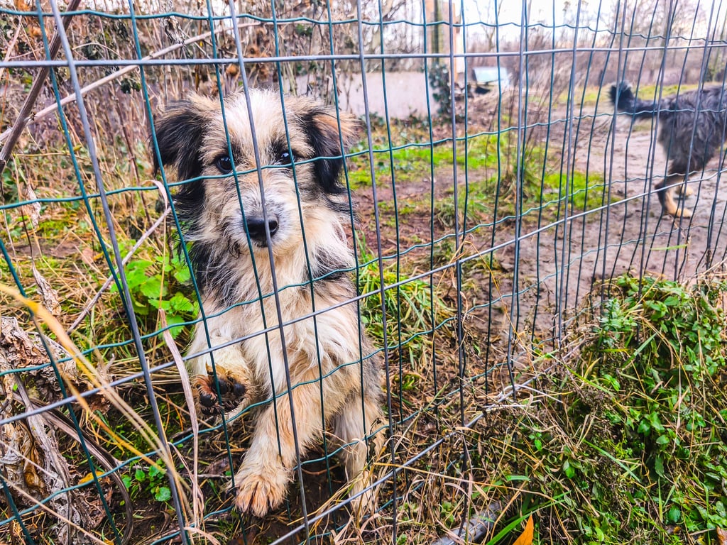 Vor Weihnachten gab es eine Razzia in der vermeintlichen Tierpension.