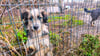 Vor Weihnachten gab es eine Razzia in der vermeintlichen Tierpension im Saalekreis. Nun erhebt die Staatsanwaltschaft Halle Anklage gegen die Halterin wegen Tierquälerei.
