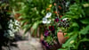 Kaum Platz? Auch ein kleiner Garten lässt sich mit ein paar Tricks in einen Dschungel verwandeln.
