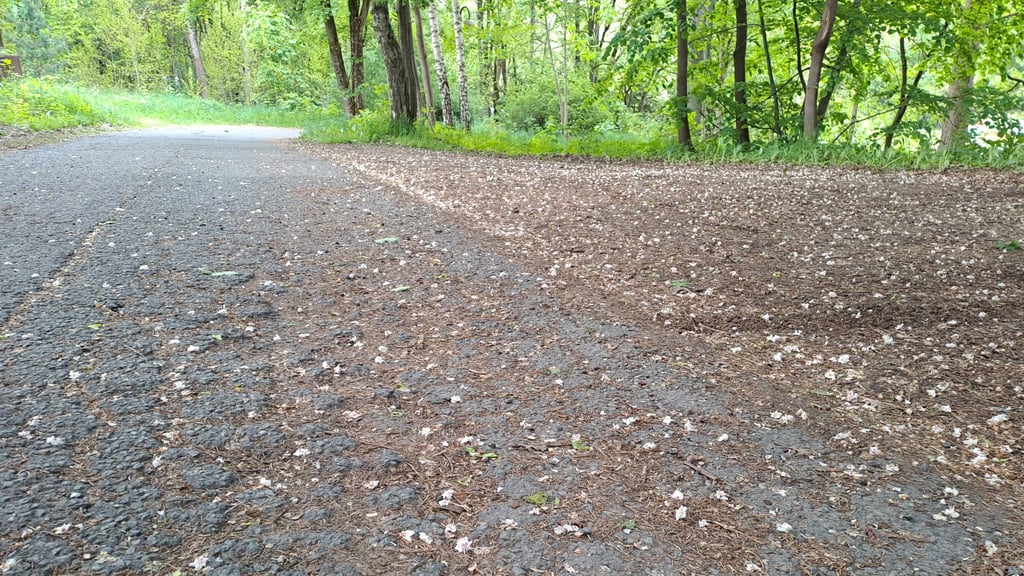 Der Gehweg nahe der Teichanlage in Elbingerode ist stellenweise in keinem guten Zustand mehr.