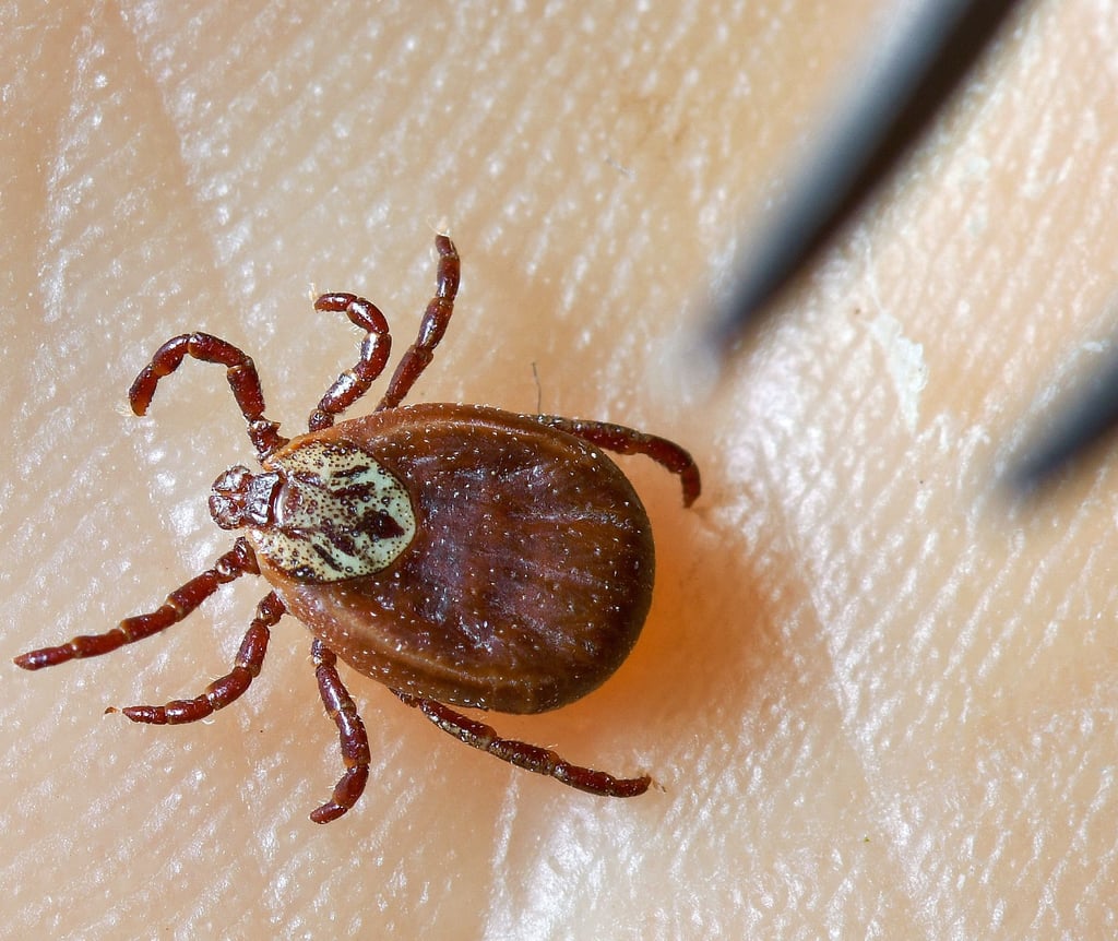 Zeckenbisse können Borreliose oder FMSE auslösen.