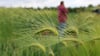 Die Landwirtschaft in Sachsen-Anhalt kämpft mit den Folgen des Klimawandels.