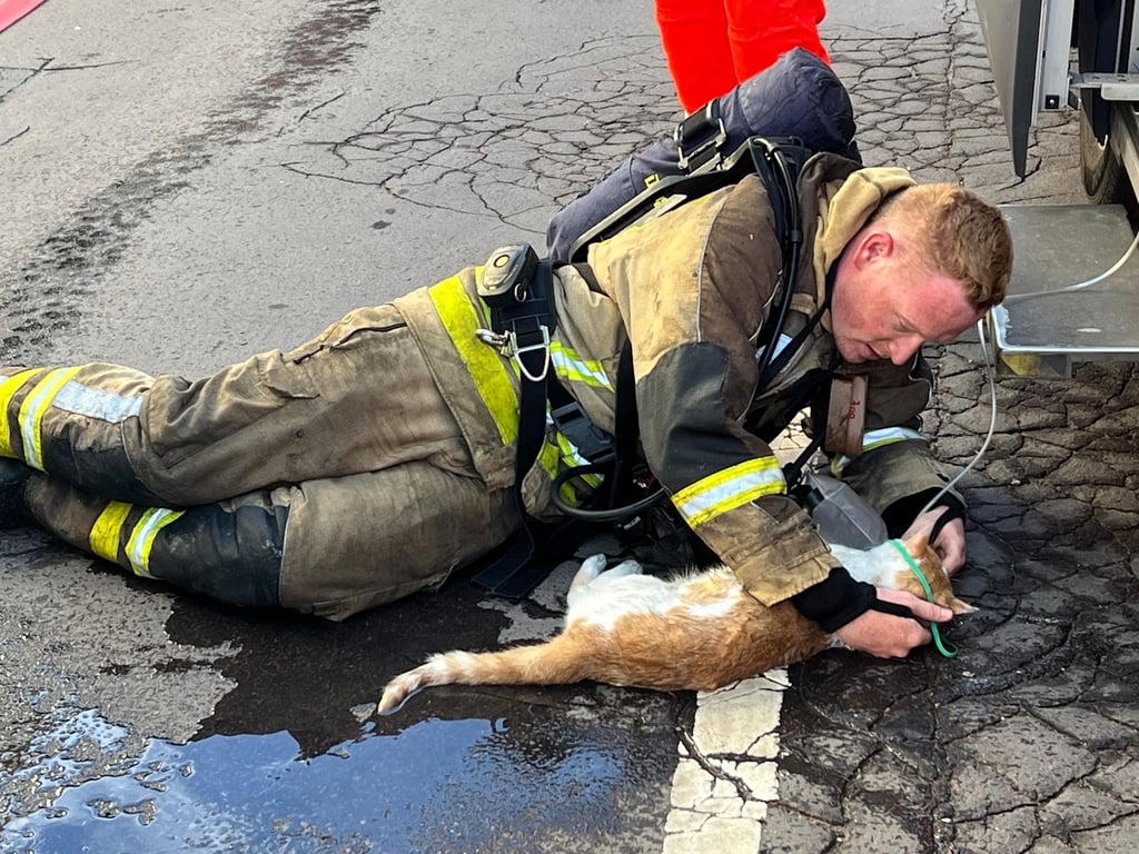 Dustin Joo beatmet eine der beiden Katzen nach dem Wohnungsbrand.