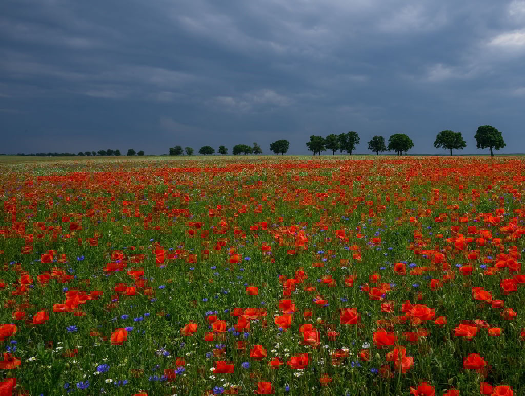 Am Freitag und über das Wochenende ziehen Gewitter auf. (Symbolbild)