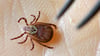 Zeckenbisse können Borreliose oder FMSE auslösen. Börde und Salzlandkreis in Sachsen-Anhalt sind besonders risikoreiche Gebiete.&nbsp;