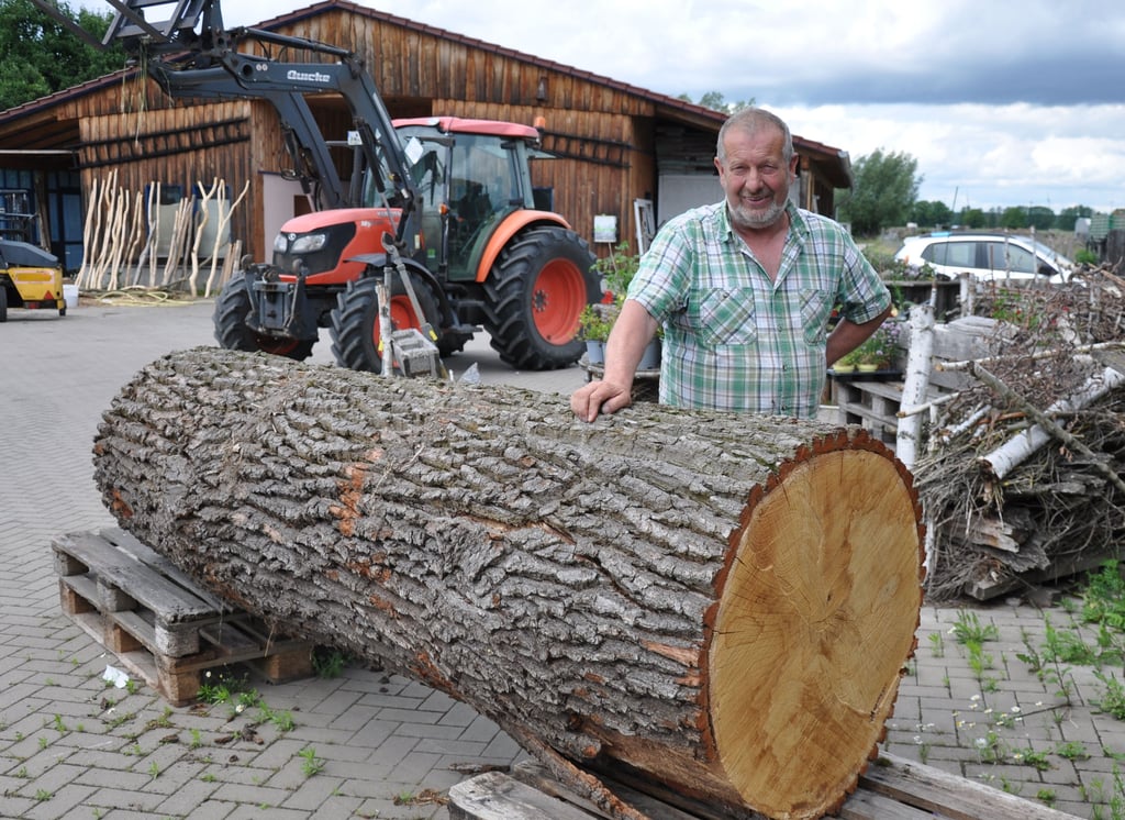 Ernst-Adolf Kampe von der Leinölmühle in Parchen mit dem eichenstamm der am Mühlentag zersägt wird.
