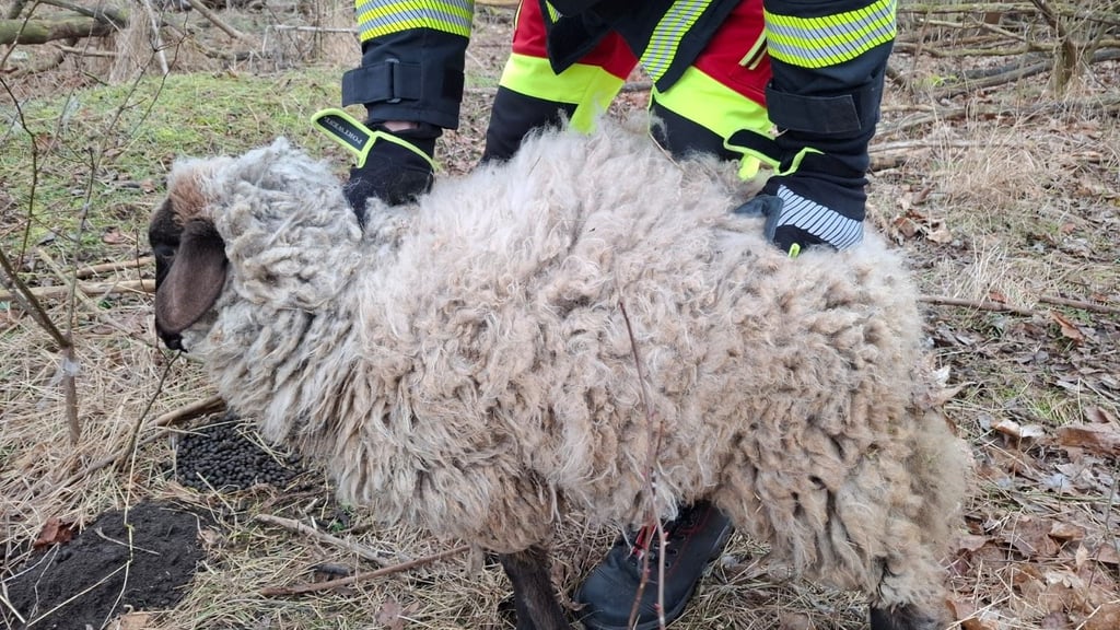Die Tierrettung aus Stapelburg hat Anfang des Jahres in Wasserleben unter anderem ein Schaf aus einer Dornenhecke befreien müssen. Oft haben ihre Einsätze aber weit tragischere Anlässe.