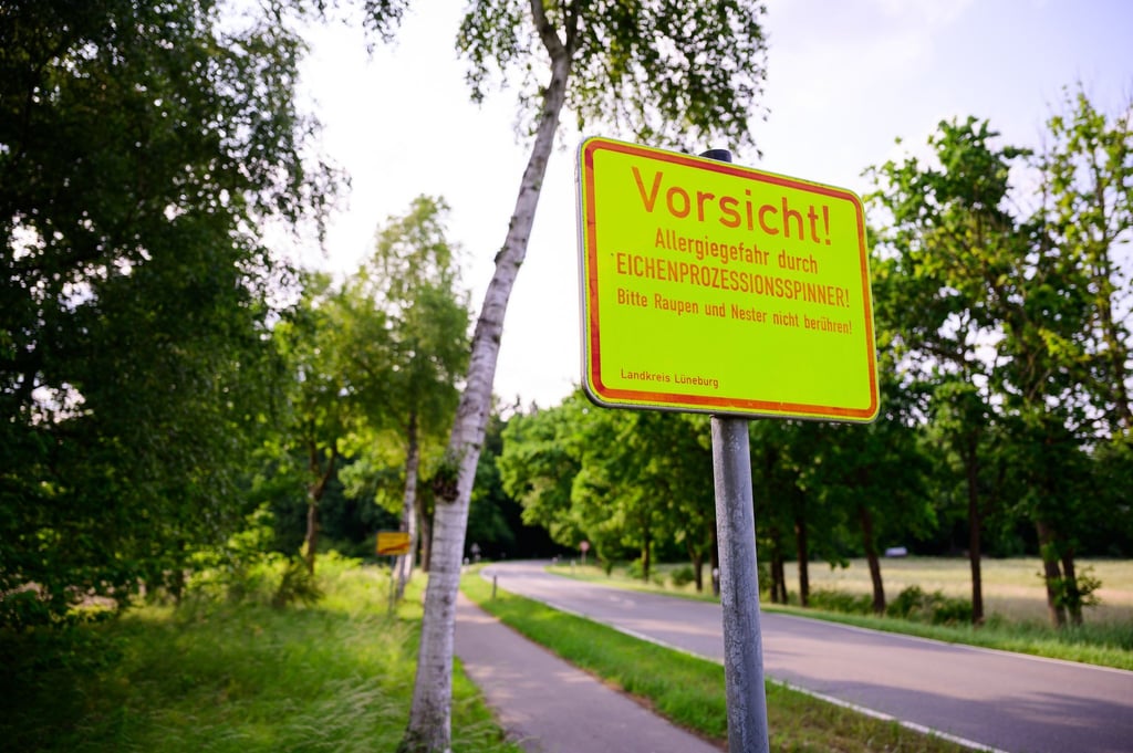 Die Haare des Eichenprozessionsspinners können zu Hautausschlägen führen. Mit winzigen Fadenwürmern wird der Schädling vielerorts bekämpft.