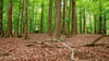 Das Monitoring soll neue Erkenntnisse für den naturnahen Waldbau und den integrativen Waldnaturschutz liefern.