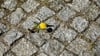 Selbst in Großständen wie Berlin nisten bestimmte Insektenarten zwischen den Fugen (Archivbild).