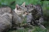 Eine Wildkatze mit ihrem Nachwuchs. Die scheuen Tiere leben vor allem im Harz und besonders im Ostharz.