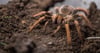 Eine Vogelspinne sitzt in ihrem Terrarium.