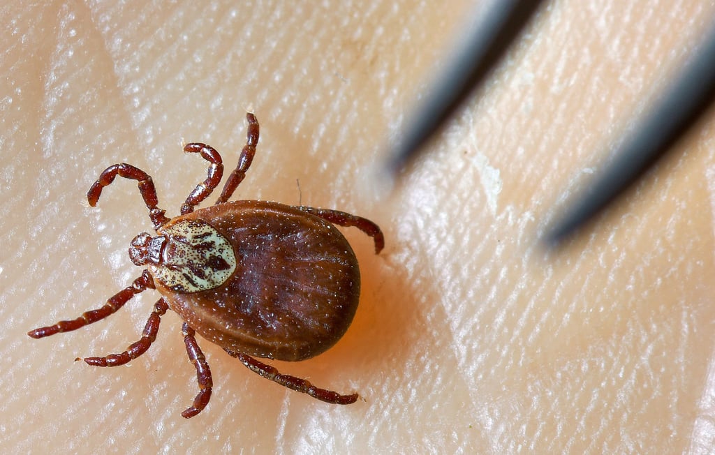 Zeckenbisse können Borreliose oder FMSE auslösen.