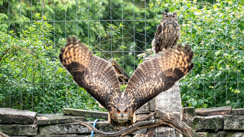 Mama Uhu war keineswegs damit einverstanden, dass ihre Jungen fotografiert werden sollten und wappnete sich zum Angriffsflug.