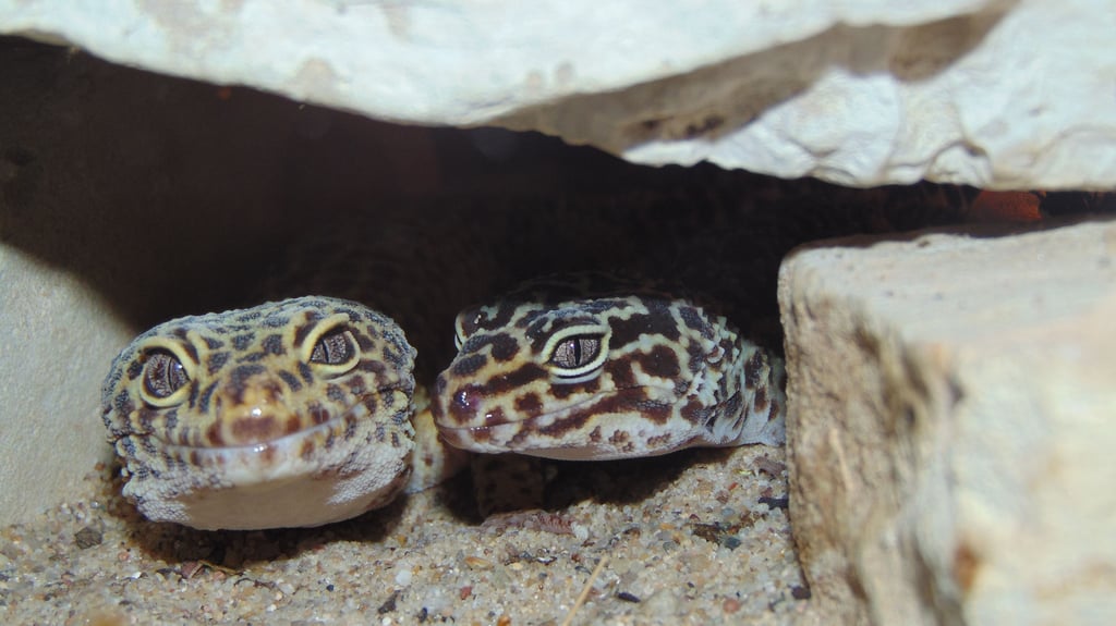 Im Ascherslebener Zoo leben Leopardgeckos. Die Einrichtung beteiligt sich deshalb an der Kampagne Zootier des Jahres 2024, zu dem der Gecko gewählt wurde.