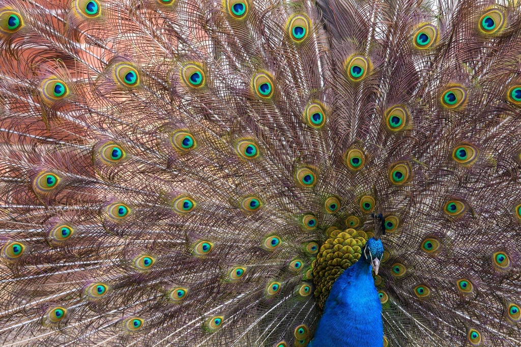 Ein Pfau hat im Autobahnkreuz Lotte/Osnabrück den Verkehr in Richtung Hannover für kurze Zeit ausgebremst. (Symbolbild)