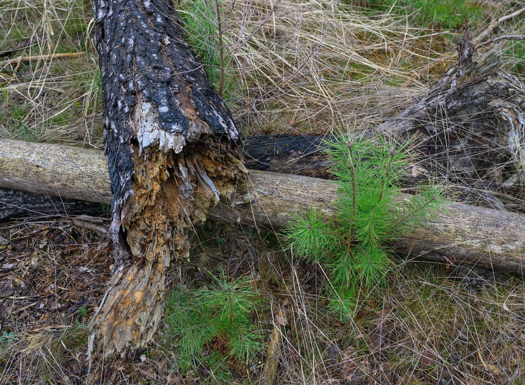 Die Waldbrandgefahr liegt in Brandenburg aktuell auf Stufe 1 oder 2. (Archivfoto)