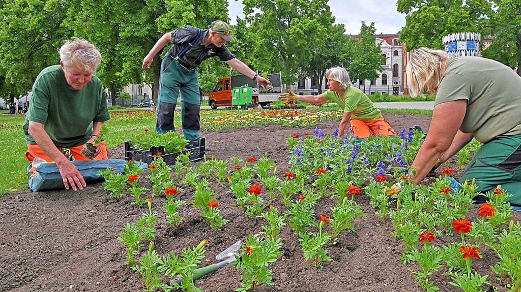 Petra Hirsch, Peter Wiegand, Gitta Blume und Edith Frommann beim Pflanzen.